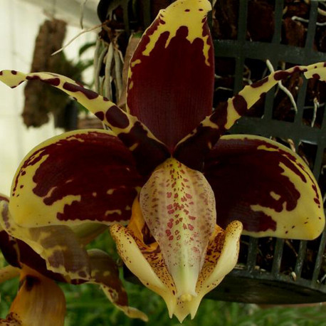 STANHOPEA TIGRINA