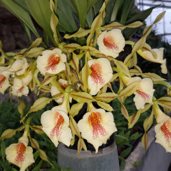 TRICHOPILIA TORTILIS X TURIALBAE