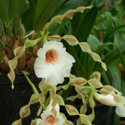 TRICHOPILIA TORTILIS