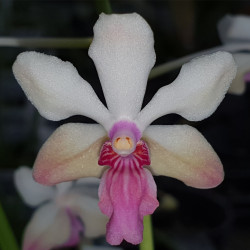 HOLCOGLOSSUM RUPESTRE X VANDA LAMELLATA VAR BOXALLII