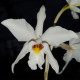 LAELIA ANCEPS SEMIALBA