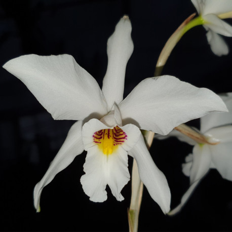 LAELIA ANCEPS SEMIALBA