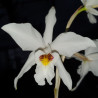 LAELIA ANCEPS SEMIALBA