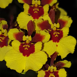 TOLUMNIA FLYER GOLDEN FAN