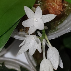 AERANGIS HYALOIDES