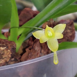 ANGRAECUM OCHRACEUM