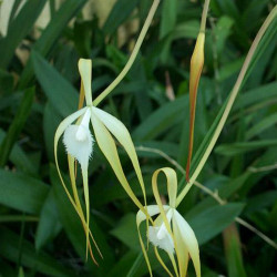 BRASSAVOLA CUCULLATA FIREWORKS