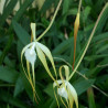 BRASSAVOLA CUCULLATA FIREWORKS