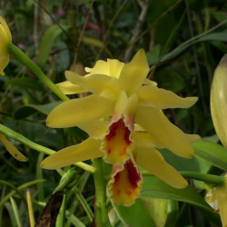 CATTLEYA LUTEOLA