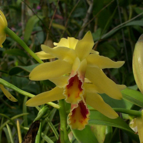 CATTLEYA LUTEOLA
