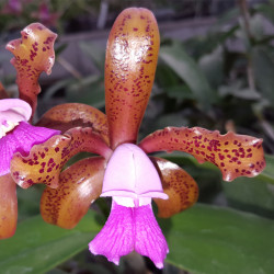 CATTLEYA GUTTATA