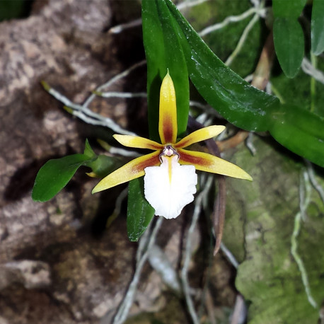 EPIDENDRUM POLYBULBON