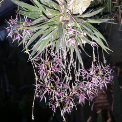 MACROCLINIUM MANABRIUM