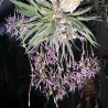 MACROCLINIUM MANABRIUM
