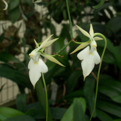 NEOBATHIEA PERRIERI