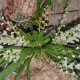 ORNITHOCEPHALUS SP