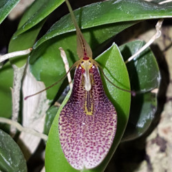 RESTREPIA SP
