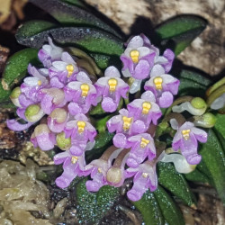 SCHOENORCHIS FRAGRANS