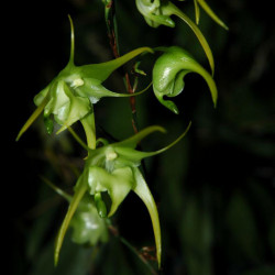 AERANTHES ARACHNITHES