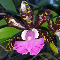 CATTLEYA ACLANDIAE