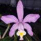 CATTLEYA HARRISONIAE