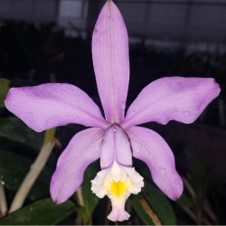 CATTLEYA HARRISONIANA