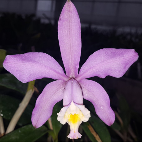 CATTLEYA HARRISONIAE