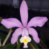 CATTLEYA HARRISONIAE