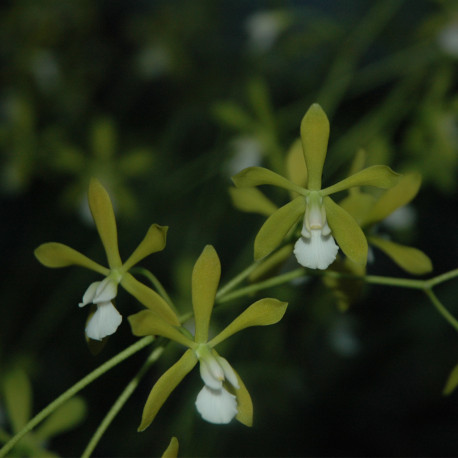 ENCYCLIA TAMPENSE ALBA