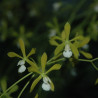 ENCYCLIA TAMPENSE ALBA