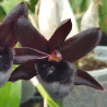 FREDKLARKEARA AFTER DARK BLACK PEARL