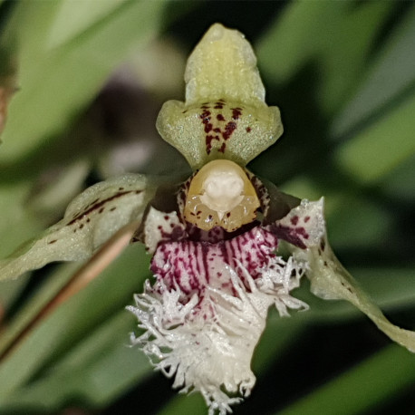 KEFERSTEINIA OCELLATA