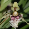 KEFERSTEINIA OCELLATA