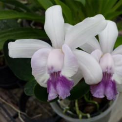 CATTLEYA INTERMEDIA VAR. COERULEA