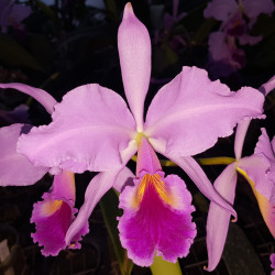 CATTLEYA JENMANII