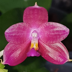 PHALAENOPSIS JAVANICA X SAMERA