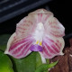 PHALAENOPSIS JAVANICA