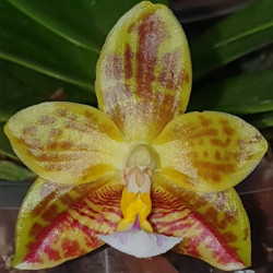 PHALAENOPSIS YUNGHO GELB CANARY X MANNII FLAVA X YIN'S GREEN JEWEL