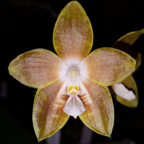PHALAENOPSIS VENOSA