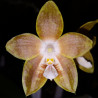 PHALAENOPSIS VENOSA