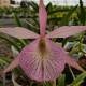 BRASSOLAELIA MORNING GLORY X BRASSAVOLA NODOSA