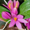 DENDROBIUM HIBIKI