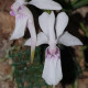 HOLCOGLOSSUM LINGULATUM