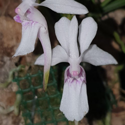 HOLCOGLOSSUM LINGULATUM