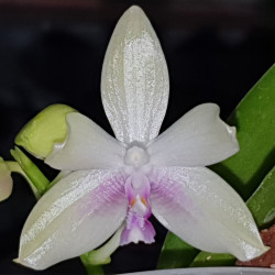 PHALAENOPSIS FIMBRIATA