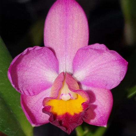 CATTLEYA GERD ROLLKE GOLDEN ACCLAIM X POLE STAR