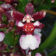 ONCIDIUM JAIRAK FRAGRANCE