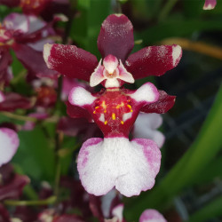 ONCIDIUM JAIRAK FRAGRANCE
