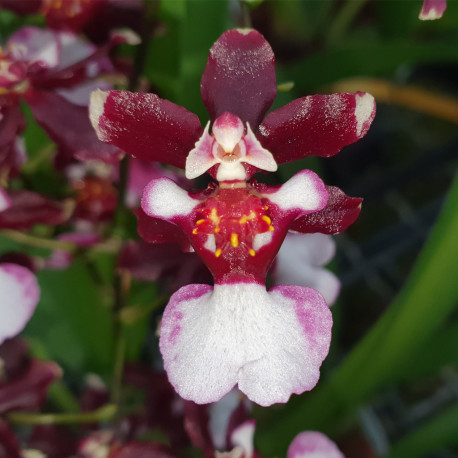 ONCIDIUM JAIRAK FRAGRANCE