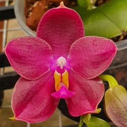 PHALAENOPSIS K.S. SUPER ZEBRA X ENCARNADA DE CASO X GEORGE VASQUEZ